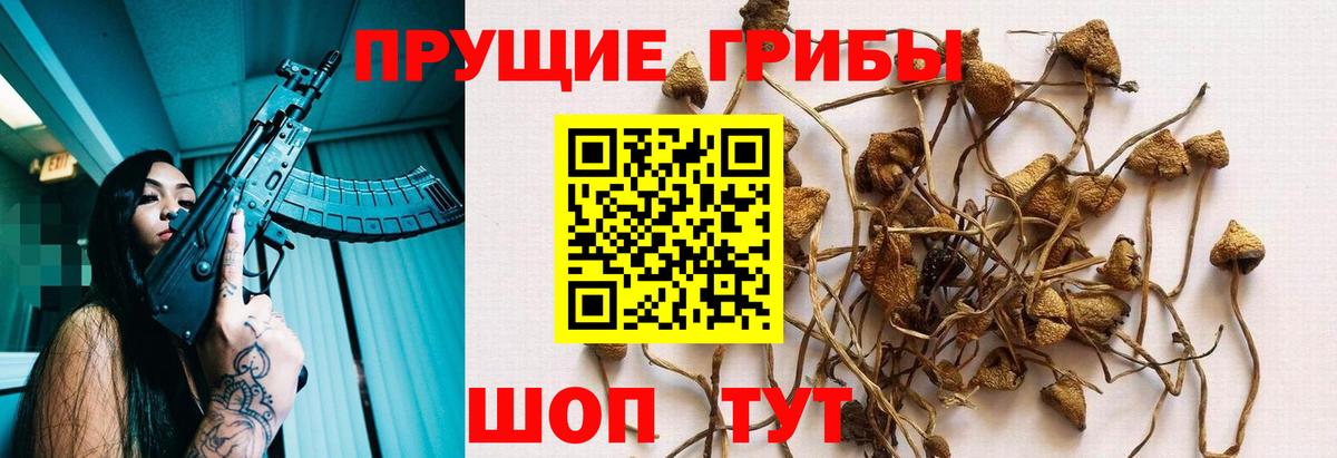 Псилоцибиновые грибы Psilocybine cubensis  Вход с VPN  купить наркоту  Новороссийск 